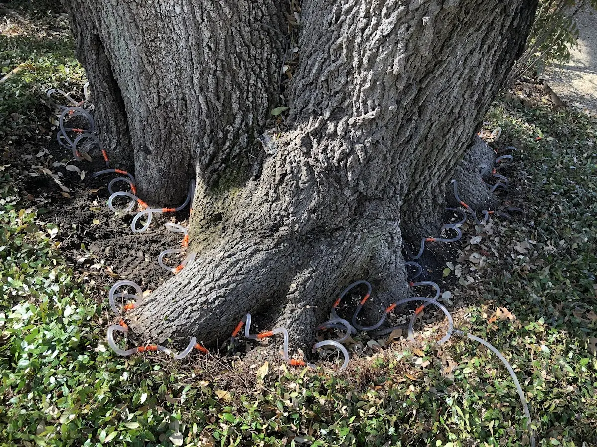 Detailed Shrub and Hedge Trimming job site in Collins